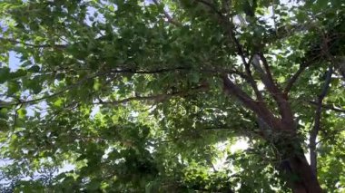 Close-up of mulberry tree leaves in summer sunlight