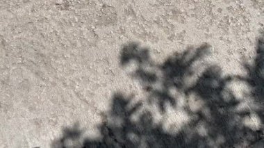 Shadow of tree branches on rough textured ground surface in sunlight