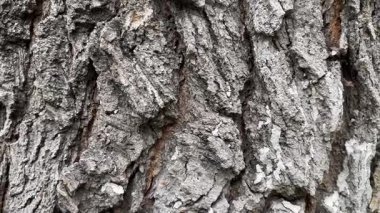 Close up of rough tree bark texture