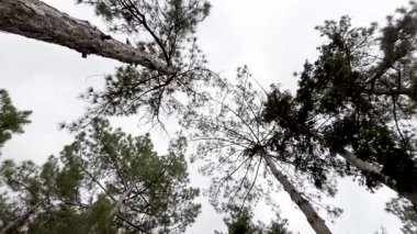 Looking up view of tall pine trees against cloudy sky in forest