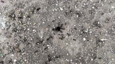 Close up macro view of black ants crawling on sandy ground surface with soil texture and small grains in natural outdoor environment