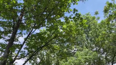 Green tree canopy with sunlight shining through branches and blue sky