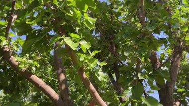 Close-up of mulberry tree leaves in summer sunlight