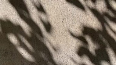 Shadow of leaves on concrete wall surface