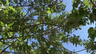Almond tree branches with green leaves against blue sky