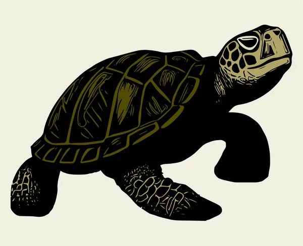 Tartaruga Vettore Illustrazione Mano Disegnare Stile — Vettoriale Stock