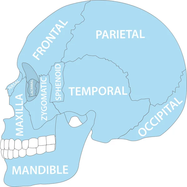 Huesos Del Cráneo Humano Imagen Vector Anatomía — Archivo Imágenes Vectoriales