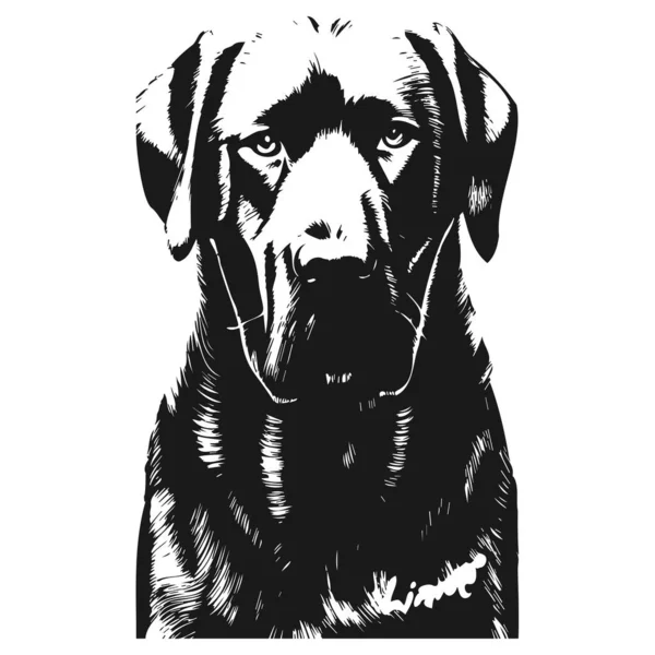 Labrador Perro Pic Dibujado Mano Vector Negro Blanco — Vector de stock