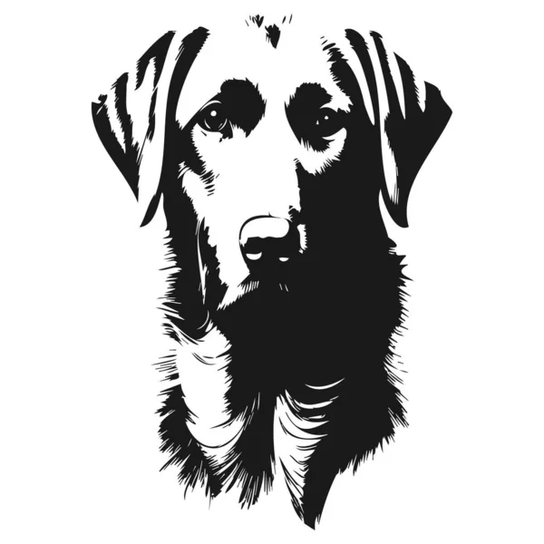 Pics Labradors Hand Drawn Vector Black Whit — Stock Vector