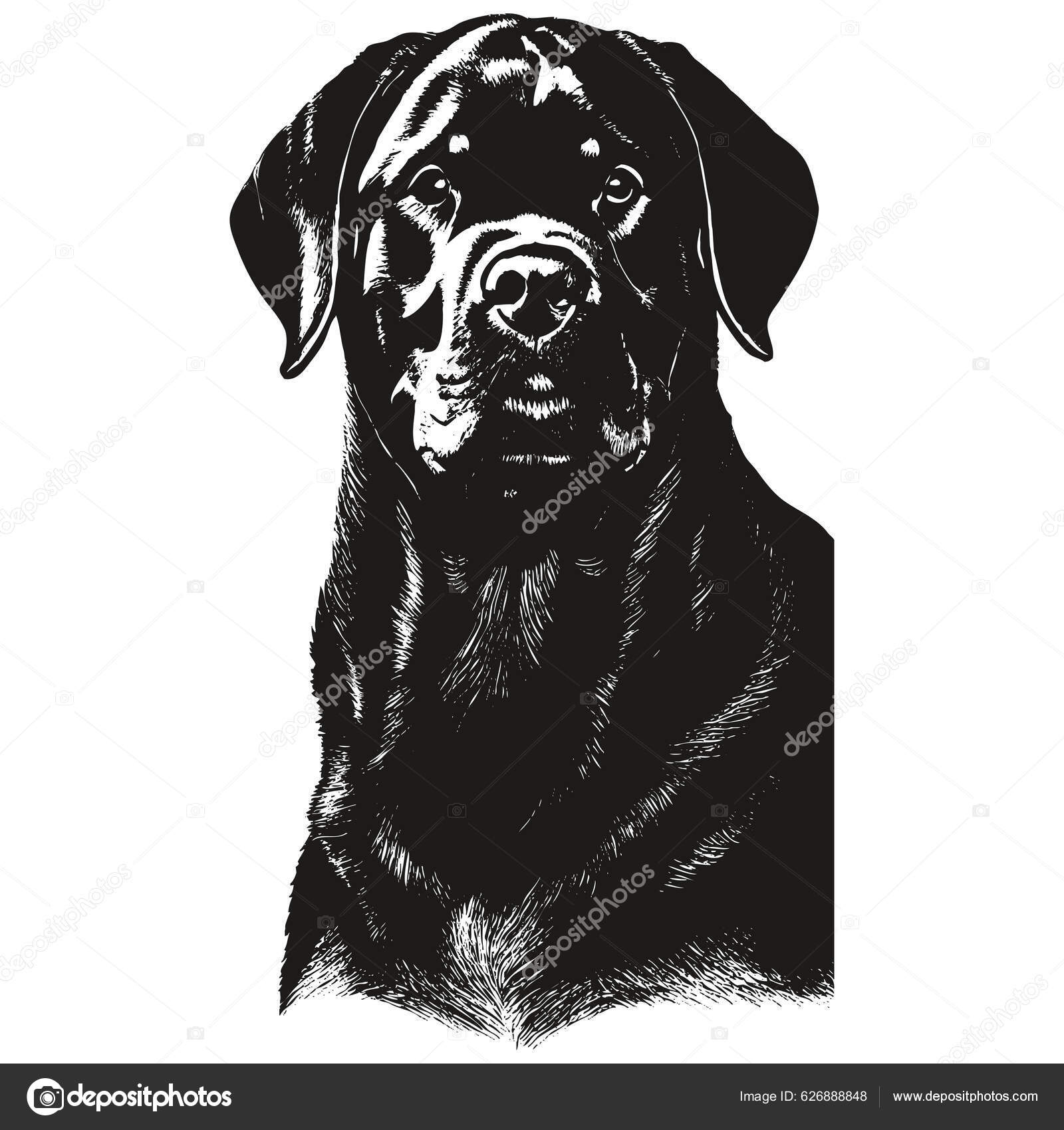 Rottweiler Hand Drawn Picture Black White Drawing Stock Vector by ...