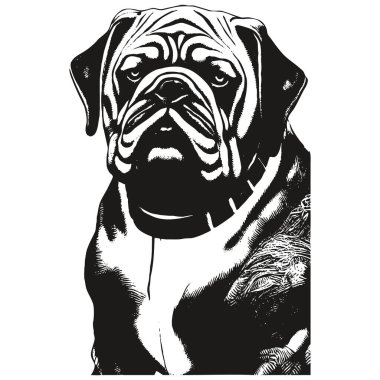 Bulldog baş vektör el çizimi, do 'nun siyah beyaz çizimi