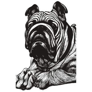 Bulldog portresi el çizimi vektör, do 'nun siyah beyaz çizimi