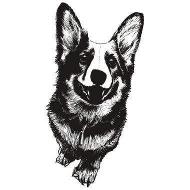 Corgi çizgi çizim vektörü, do 'nun siyah beyaz çizimi