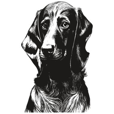 Dachshund el çizimi resim, do 'nun siyah beyaz çizimi