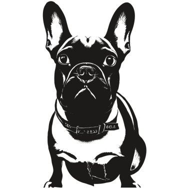 Fransız buldog karikatür yüz resmi el çizimi, siyah beyaz do çizimi