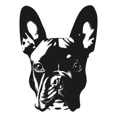 Fransız bulldog el resmi, do 'nun siyah beyaz çizimi