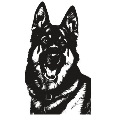 Alman çoban köpeği resmi, do 'nun siyah beyaz çizimi.