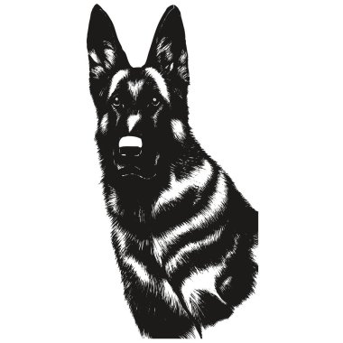 Alman çoban köpeği el yapımı vektör klipsi, do 'nun siyah beyaz çizimi