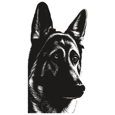 Alman çoban köpeği vektör eli çizilmiş, do 'nun siyah beyaz çizimi.