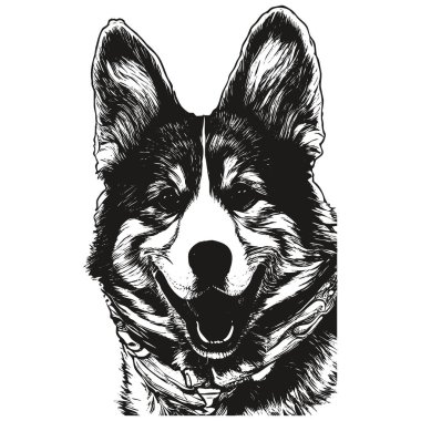 Pembroke Welsh Corgi yüz vektör el çizilmiş, do siyah beyaz çizim
