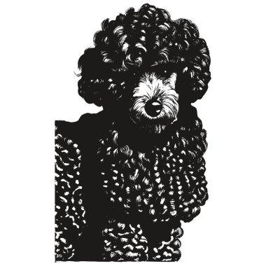 Kaniş yüzlü vektör el çizimi, do 'nun siyah beyaz çizimi