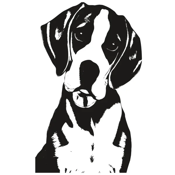 Beagle Hand Drawn Picture Black White Drawing — Stock Vector