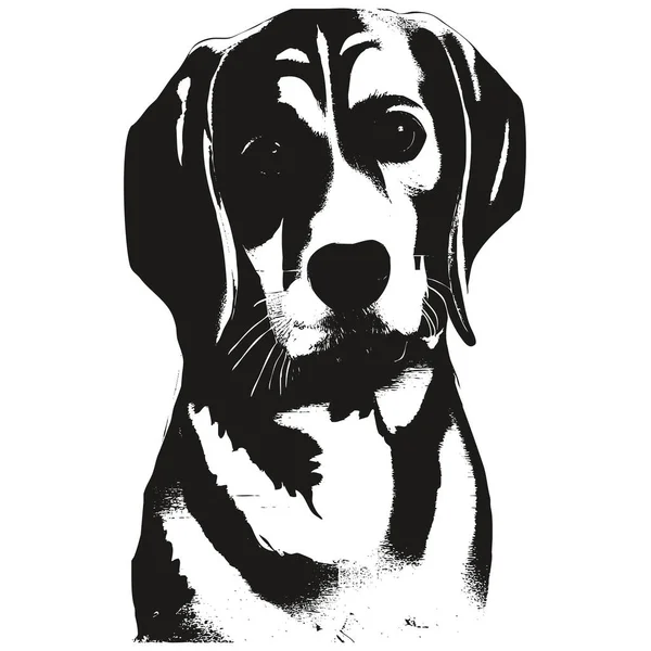 Beagle Hand Drawn Vector Clip Art Black White Drawing — стоковый вектор