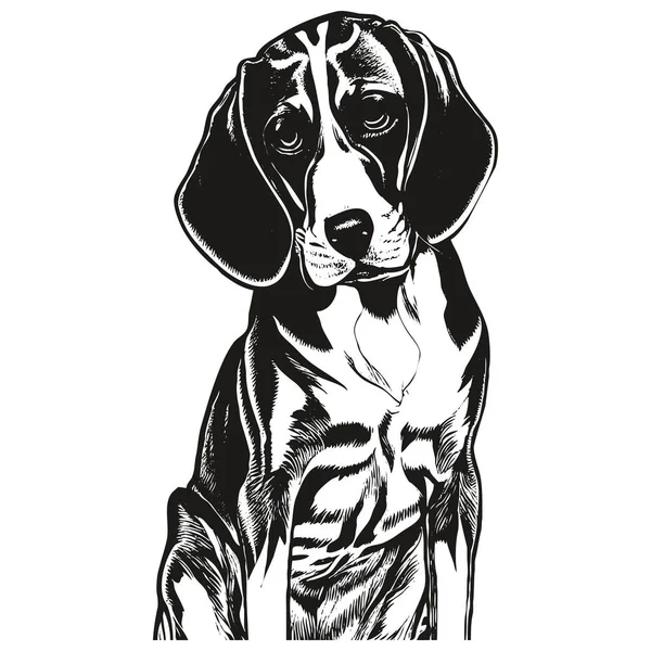 Beagle Ligne Dessin Vecteur Dessin Noir Blanc — Image vectorielle