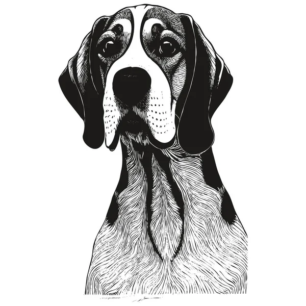 Beagle Portrait Hand Drawn Vector Black White Drawing — Stock Vector
