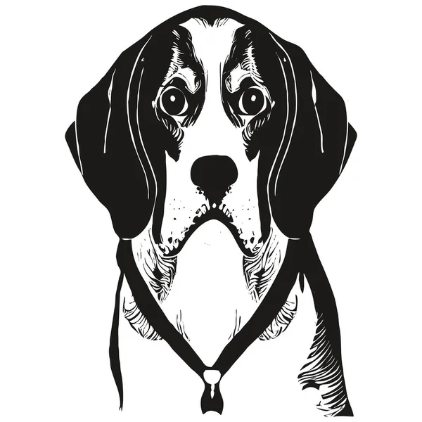 Beagle Vector Portrait Hand Drawn Black White Drawing — Stock Vector
