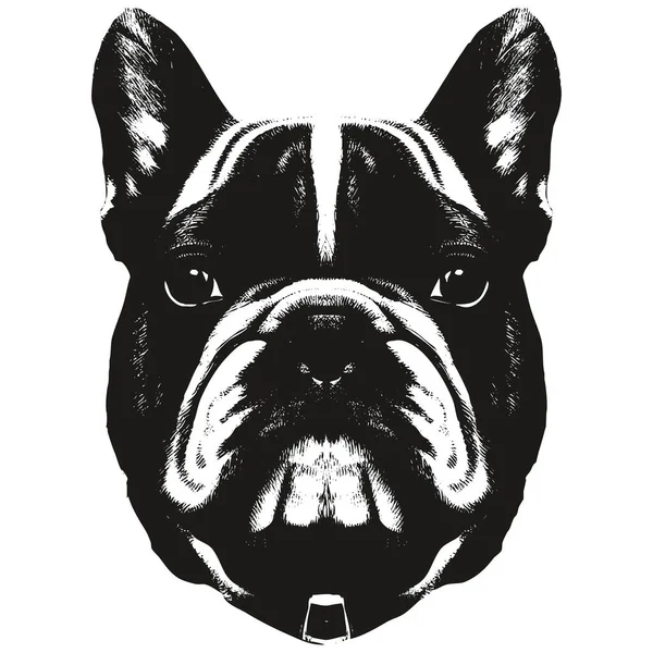 Gambar Kartun Bulldog Perancis Yang Lucu Potret Vektor Gambar Tangan - Stok Vektor