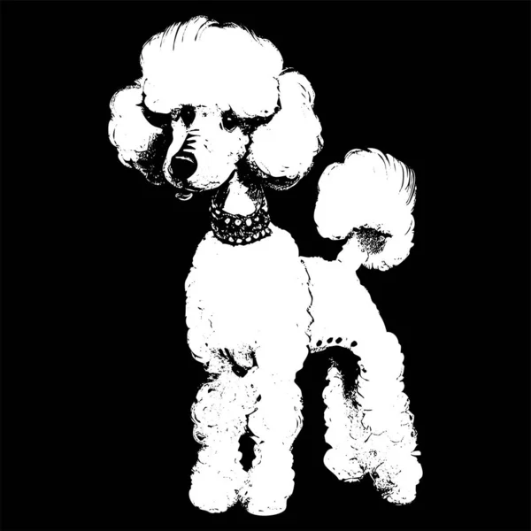 Linda Imagen Dibujos Animados Poodle Retrato Vectorial Dibujado Mano Dibujo — Archivo Imágenes Vectoriales
