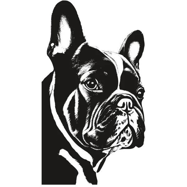 Fransk Bulldogg Tecknad Ansikte Bild Handritade Vektor Porträtt Svart Och — Stock vektor