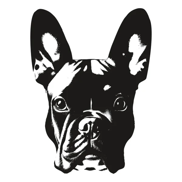 Fransk Bulldogg Handritad Bild Svart Och Vit Teckning Gör — Stock vektor