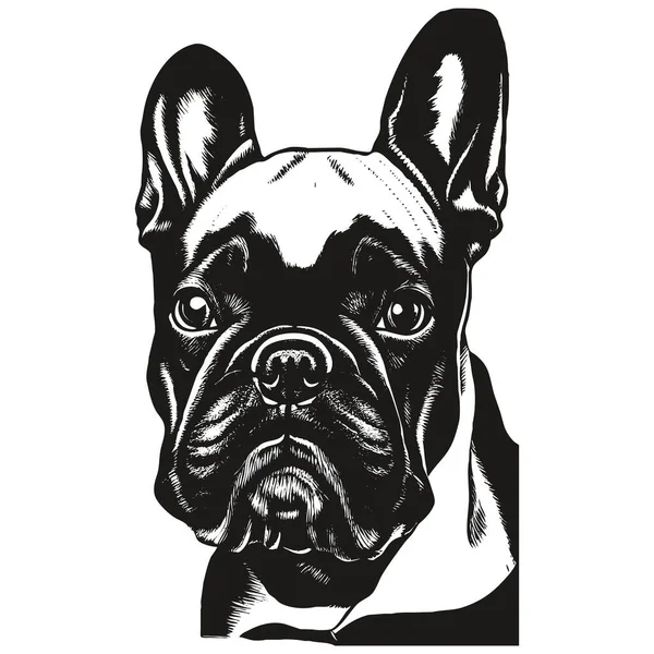 Gambaran Tangan Bulldog Perancis Gambar Hitam Dan Putih - Stok Vektor