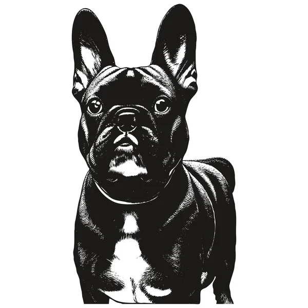 Fransk Bulldogg Porträtt Handritad Vektor Svart Och Vit Teckning Gör — Stock vektor