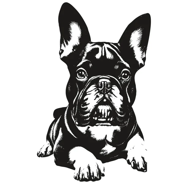 Fransk Bulldogg Vektor Porträtt Handritade Svart Och Vit Teckning Gör — Stock vektor