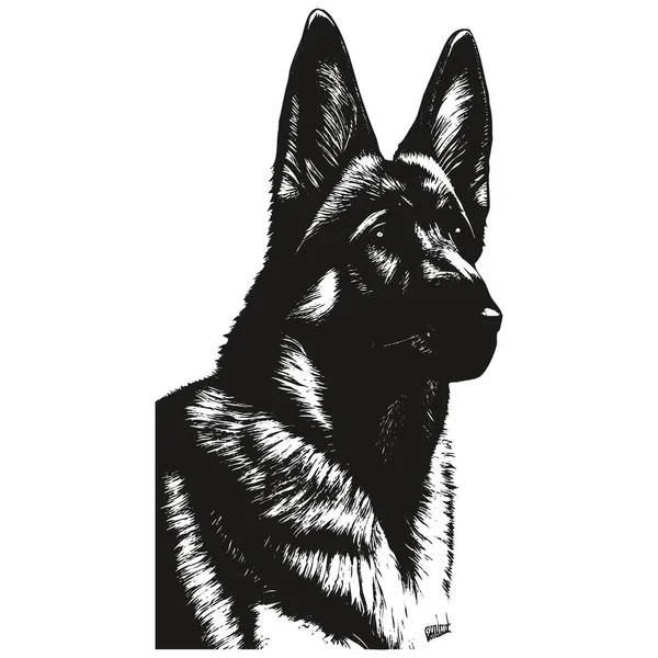 Alman çoban köpeği el çizimi, do 'nun siyah beyaz çizimi.