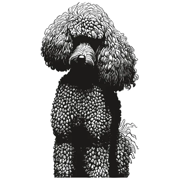 Poodle Vector Logo Dibujado Mano Dibujo Blanco Negro — Archivo Imágenes Vectoriales