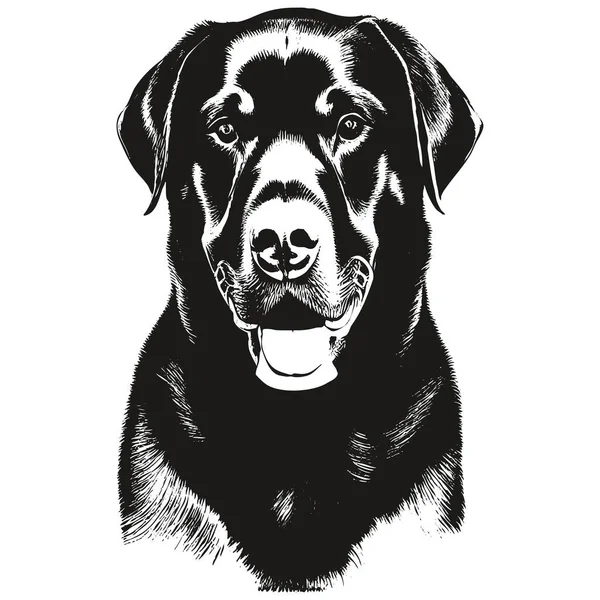 Rottweiler Hand Drawn Image Black White Drawing — Stock Vector