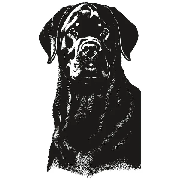 Rottweiler Hand Drawn Picture Black White Drawing — Stock Vector