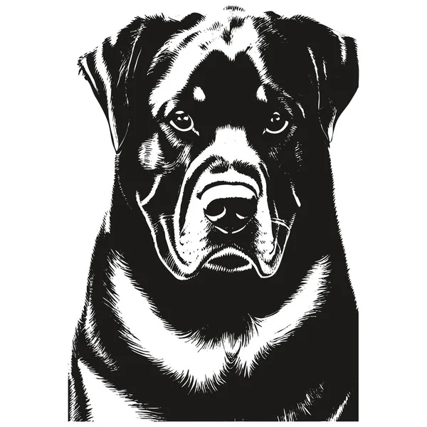 Rottweiler Head Vector Hand Drawn Black White Drawing — Stock Vector