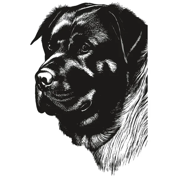 Rottweiler Retrato Desenhado Mão Vetor Preto Branco Desenho —  Vetores de Stock