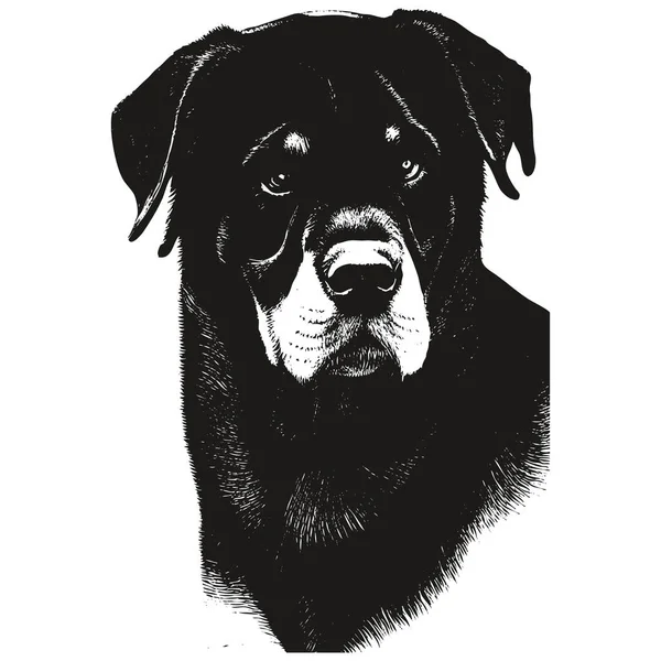 Rottweiler Portrait Vectoriel Dessiné Main Dessin Noir Blanc — Image vectorielle