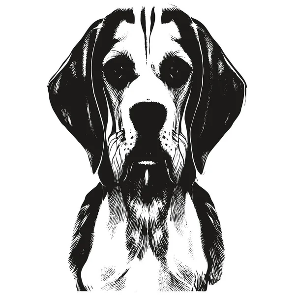 Beagle Face Vector Hand Drawn Black White Drawing — Stock Vector