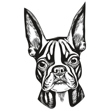 Boston Terrier köpek eli çizimi, siyah-beyaz evcil hayvan logosu çizimi ar