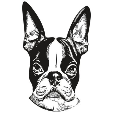 Boston Terrier köpek eli çizimi, siyah-beyaz evcil hayvan logosu çizimi ar