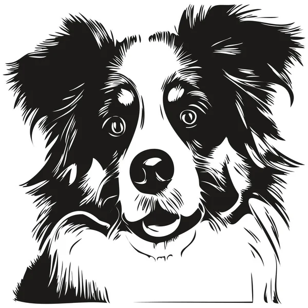 Avusturalya çoban köpeği eli çizimi, siyah-beyaz evcil hayvan logosu çizimi ar