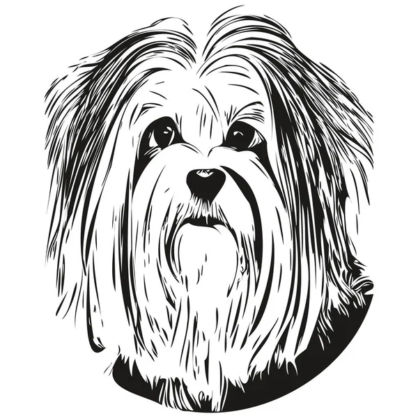 Havanesische Hund Handgezeichnete Illustration Schwarz Weiß Vektor Haustiere Logo Linie — Stockvektor