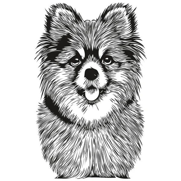 Pommersche Spitz Hund Handgezeichnete Linie Kunst Vektor Zeichnung Schwarz Weißes — Stockvektor